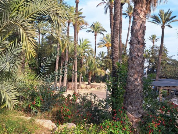 Orihuela Costa, Park w Alicante-Park El Palmeral, Gaj Palmowy