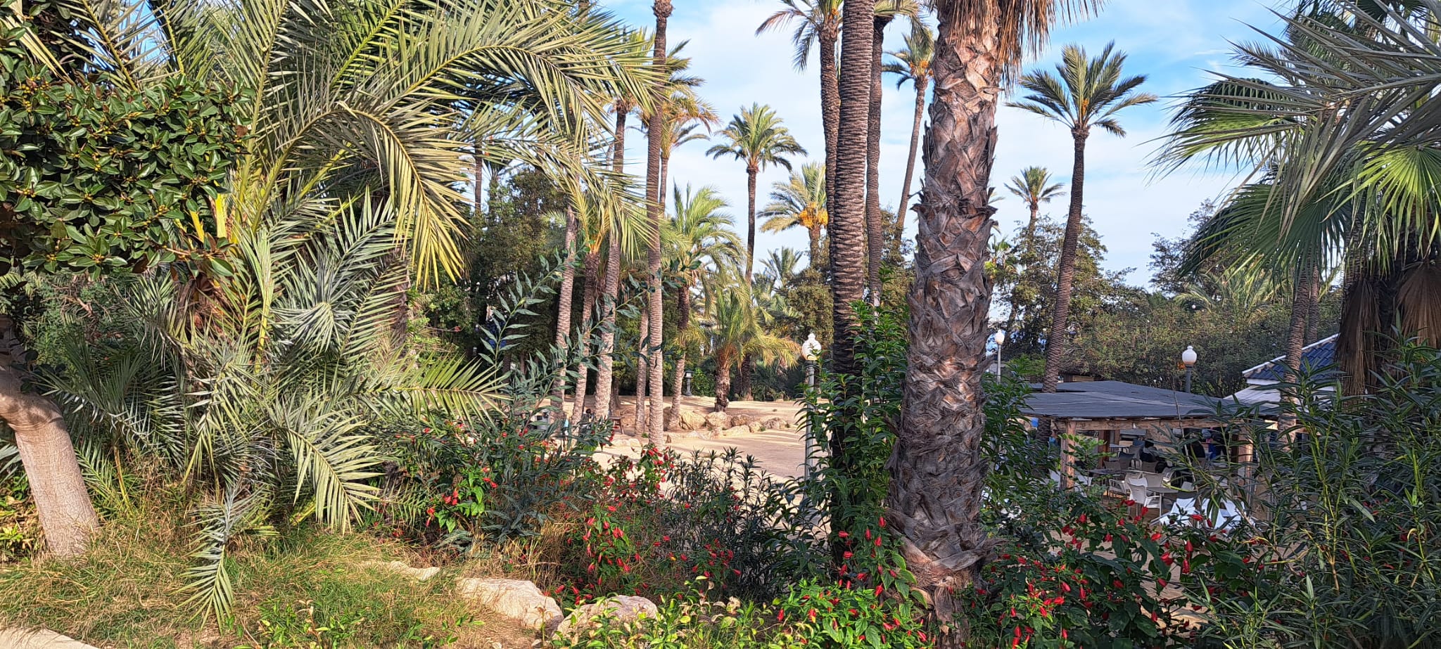 Alicante park, Alicante-Park El Palmeral, the Palm Grove