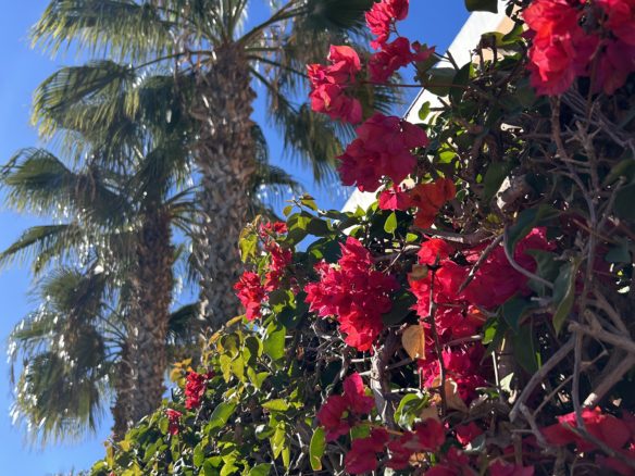 nowe centrum rozrywki Torrevieja, Styl życia Costa Blanca &ndash; kultura, nieruchomości premium | Blanca Spain