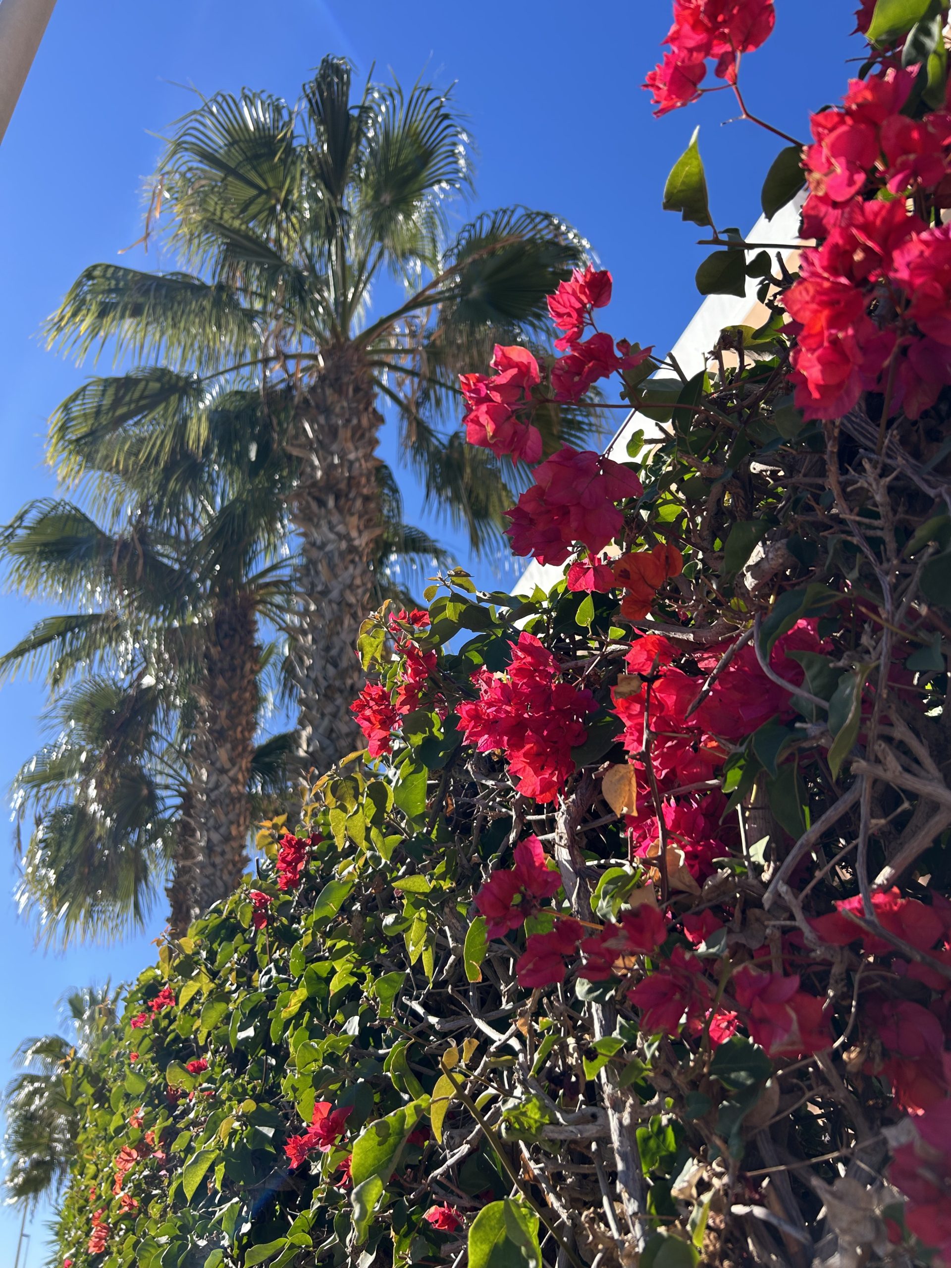 styl życia Costa Blanca, Styl życia Costa Blanca &ndash; kultura, nieruchomości premium | Blanca Spain